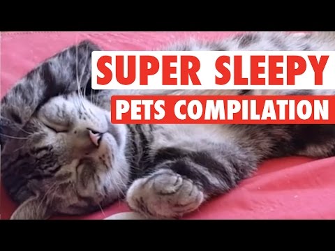 Super Sleepy Pets || Pets Sleeping Compilation - UCPIvT-zcQl2H0vabdXJGcpg