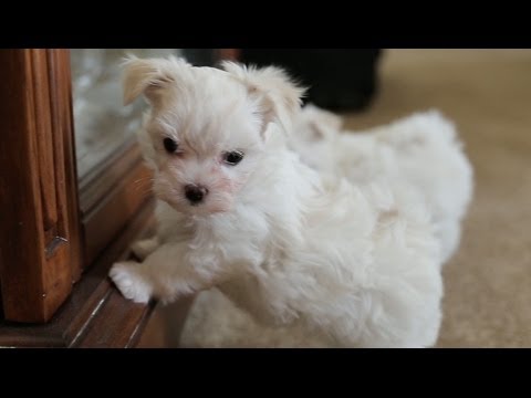 Maltese Puppy Barks At His Own Reflection - UCPIvT-zcQl2H0vabdXJGcpg