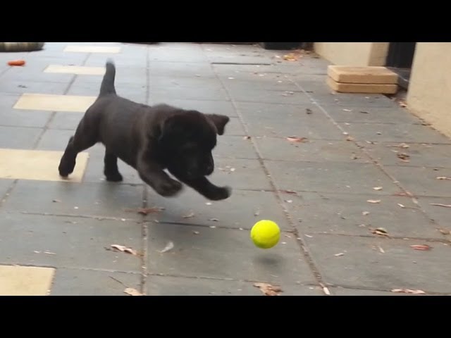 Can Puppies Play With Tennis Balls?