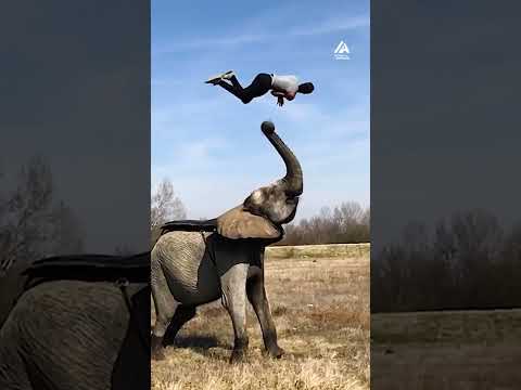 Elephant Launches Man Into Backflip | People Are Awesome #shorts - UCIJ0lLcABPdYGp7pRMGccAQ