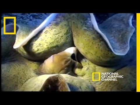 Monsters of the Deep | National Geographic - UCpVm7bg6pXKo1Pr6k5kxG9A