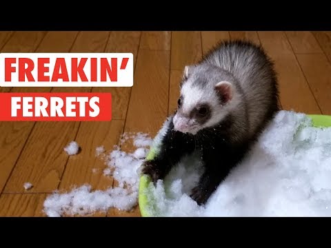 Freakin' Ferrets | Funny Pet Video Compilation - UCPIvT-zcQl2H0vabdXJGcpg