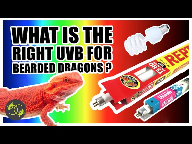 What Watt Uvb Bulb is Best for Bearded Dragons?