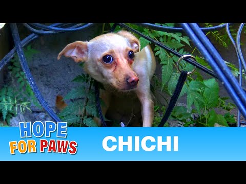 Saving a homeless Chihuahua who was NOT ready yet for human contact. - UCdu8QrpJd6rdHU9fHl8J01A