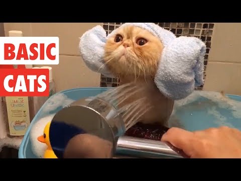 Basic Cats | Funny Cat Video Compilation 2017 - UCPIvT-zcQl2H0vabdXJGcpg
