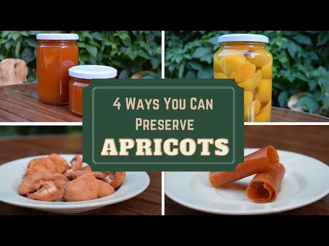 How to Preserve Apricots for Long-Term Storage