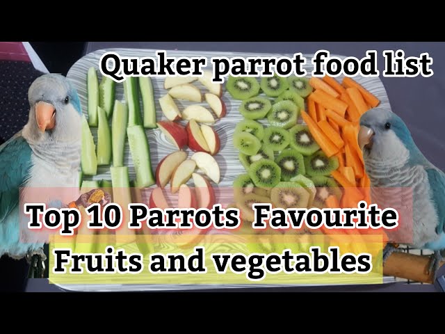 What Do Quaker Parrots Eat? - Parrot Species