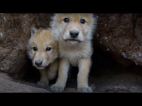 Young Wolves Filmed Using Remote Camera! | Snow Wolf Family And Me | BBC - UCwmZiChSryoWQCZMIQezgTg