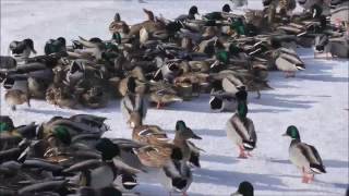 MALLARD - Wild Ducks - Winter - Mickiewicz Park Lodz Poland