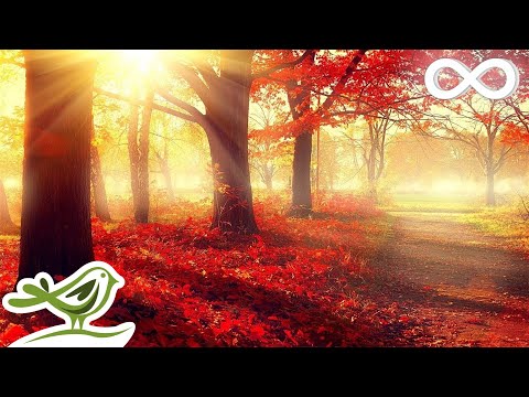 Beautiful Romantic Music: Relaxing Music, Piano Music, Violin Music, Guitar Music, Sleep Music ★101 - UCjzHeG1KWoonmf9d5KBvSiw