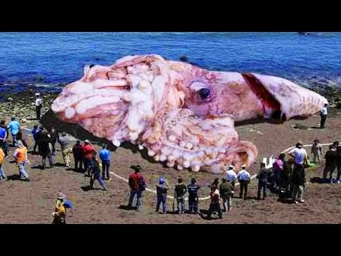 Abnormally Large Animals That Are Actually Real - UCdxi8d8qRsRyUi2ERYjYb-w