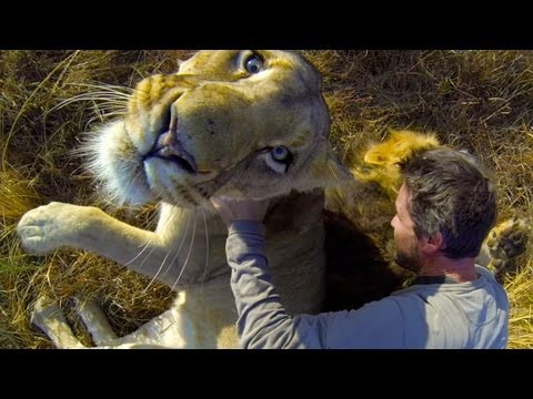 GoPro: Lion Hug - UCqhnX4jA0A5paNd1v-zEysw