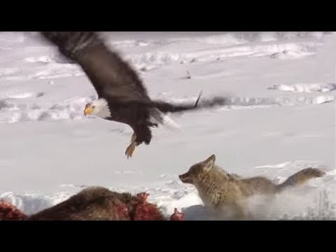 Coyote vs Bald Eagles | Yellowstone | BBC Earth - UCwmZiChSryoWQCZMIQezgTg