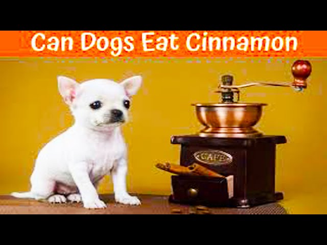 can-dogs-eat-cinnamon-hayfarmguy