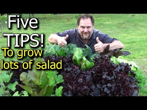 5 Tips How to Grow a Ton of Salad in Just One Raised Garden Bed or Container - UCJZTjBlrnDHYmf0F-eYXA3Q