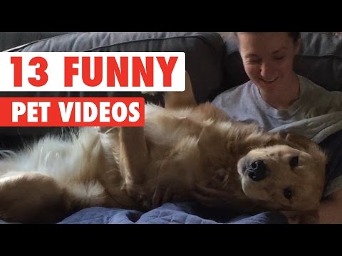 13 Funny Pet Videos Compilation 2016 - UCPIvT-zcQl2H0vabdXJGcpg