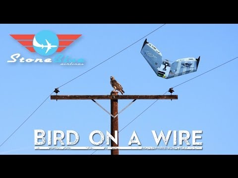 Bird On A Wire - UC0H-9wURcnrrjrlHfp5jQYA