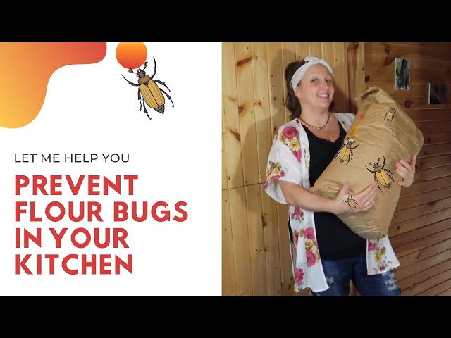 How To Store Flour To Prevent Bugs - To Get Ideas