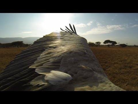 GoPro: The Cape Griffons - UCqhnX4jA0A5paNd1v-zEysw