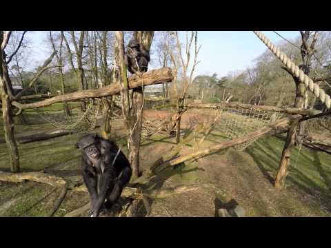 Çekim Yapan Drone’u Alet Kullanarak Düşüren Şempanze