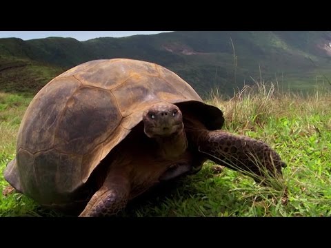 Charles Darwin's Galapagos Discovery - #Attenborough90 - BBC - UCwmZiChSryoWQCZMIQezgTg