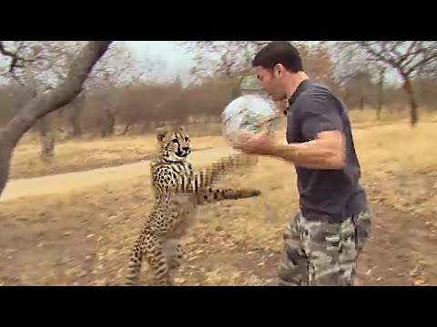 Cheetahs Play Football | Deadly 60 | Series 3 | BBC - UCwmZiChSryoWQCZMIQezgTg