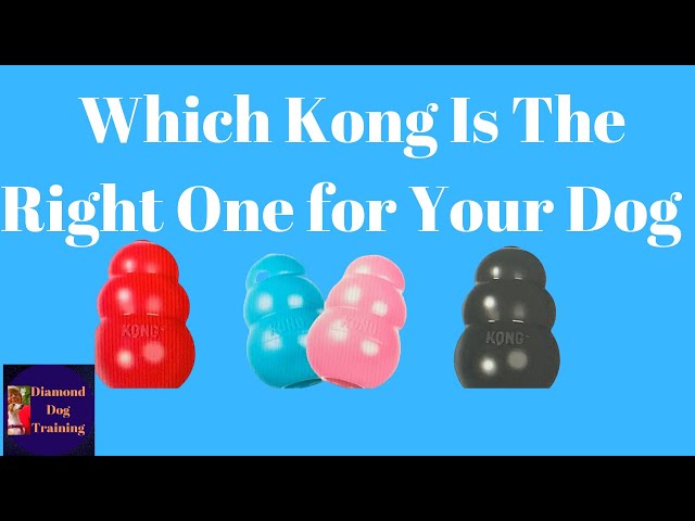 What Size Kong is Right for My Dog?