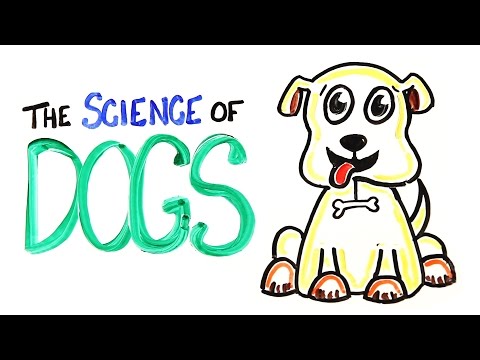 The Science of DOGS - UCC552Sd-3nyi_tk2BudLUzA