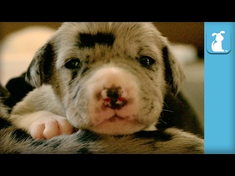 Baby Great Dane Puppies Sleeping Is So Great - Puppy Love - UCPIvT-zcQl2H0vabdXJGcpg