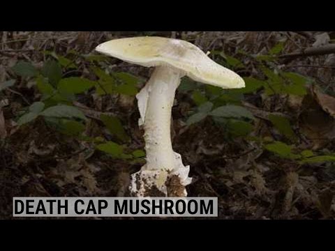 How To Spot The World's Deadliest Mushroom - UCcyq283he07B7_KUX07mmtA