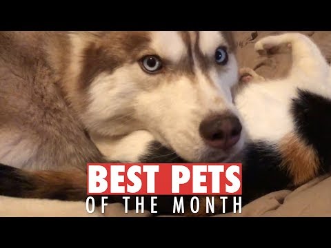 Best Pets of the Month | January 2018 - UCPIvT-zcQl2H0vabdXJGcpg