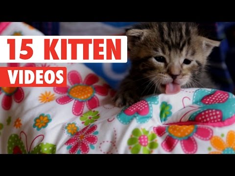 15 Funny Kitten Videos Compilation 2016 - UCPIvT-zcQl2H0vabdXJGcpg