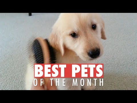 Best Pets of the Month | February 2018 - UCPIvT-zcQl2H0vabdXJGcpg