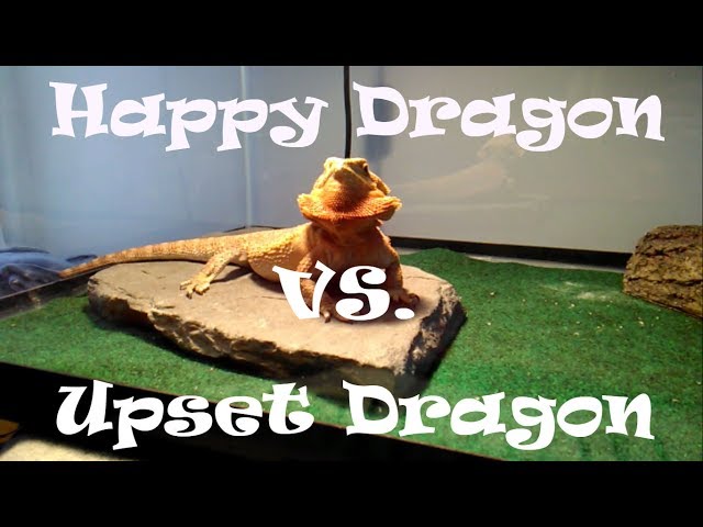 Why Do Bearded Dragons Puff Up Their Chins?