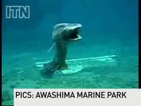 Rare Prehistoric Shark Found in Japan