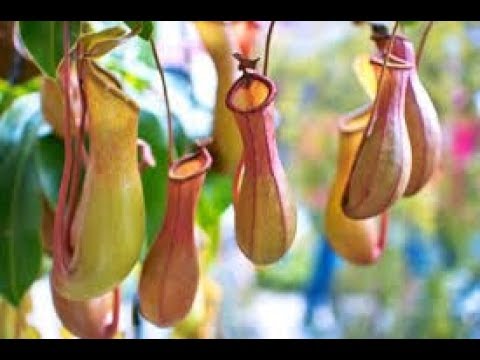 Most TOXIC Plants on Earth - UCTTQAOiR_0DuyQPZ6Dg-LHA