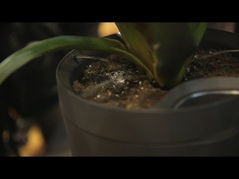Parrot Pot will keep your home plants alive — CES 2016 - UCddiUEpeqJcYeBxX1IVBKvQ