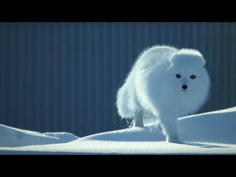 How to Survive as a Tiny Arctic Fox | Wild Alaska | BBC Earth - UCwmZiChSryoWQCZMIQezgTg