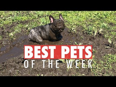 Best Pets of the Week | April 2018 Week 3 - UCPIvT-zcQl2H0vabdXJGcpg