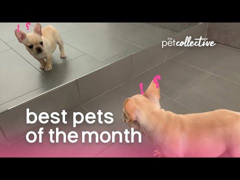 Best Pets of the Month (September 2019) | The Pet Collective - UCPIvT-zcQl2H0vabdXJGcpg