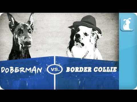 Pet vs. Pet Rap Battles: Doberman vs. Collie - UCPIvT-zcQl2H0vabdXJGcpg