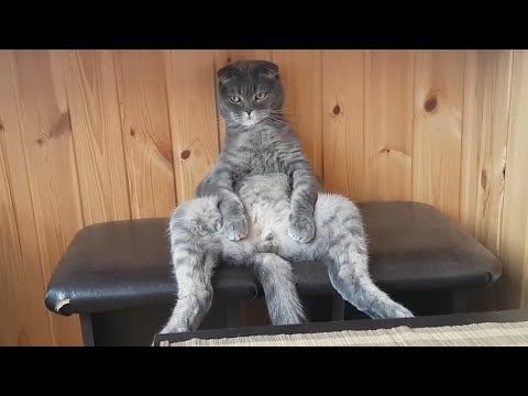 Best Cat Videos of The Year 2017 | Pets of 2017 - UCPIvT-zcQl2H0vabdXJGcpg