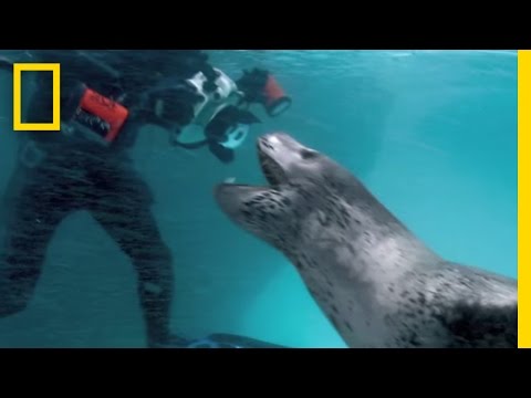 Face-Off With a Deadly Predator | National Geographic - UCpVm7bg6pXKo1Pr6k5kxG9A