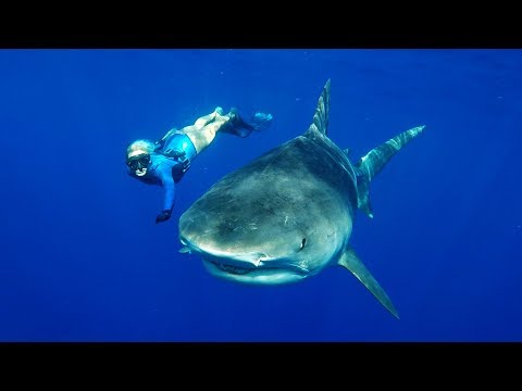 GoPro: Freediving with Tiger Sharks in 4K - UCqhnX4jA0A5paNd1v-zEysw