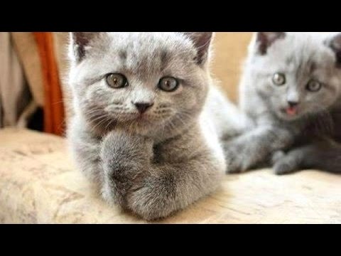 What could possibly be more entertaining and funny than animals - Super funny animal compilation - UCKy3MG7_If9KlVuvw3rPMfw
