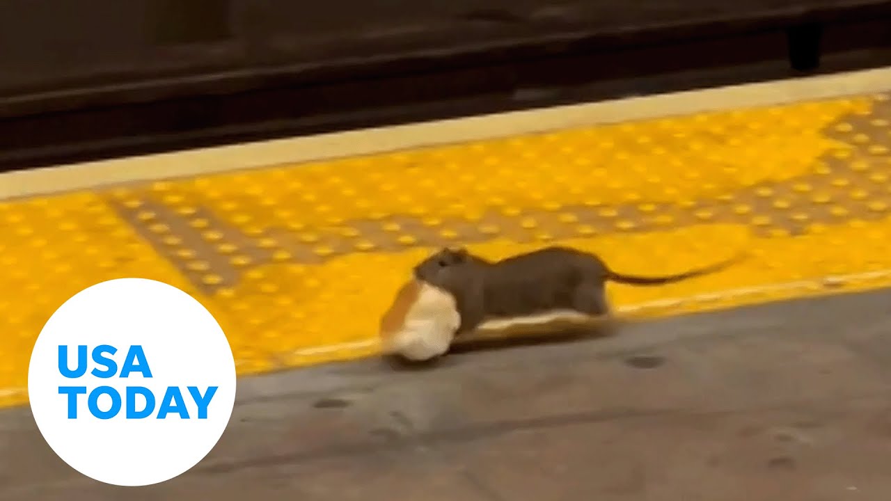 NYC is looking to hire a ‘rat czar’ as city wages war on rodent population | USA TODAY