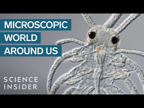 Award-Winning Footage Of The Microsopic World Around Us - UC9uD-W5zQHQuAVT2GdcLCvg