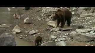 The Bear - Film by Jean-Jacques Annaud