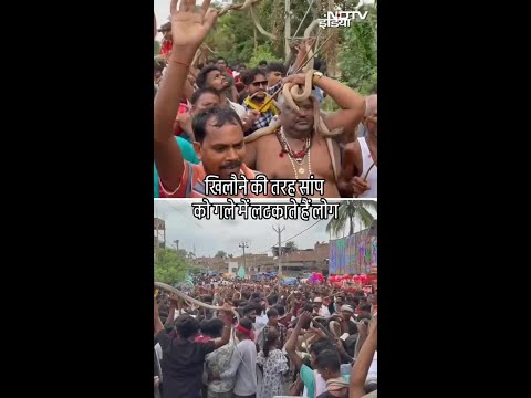 बच्चे से लेकर बूढ़े तक खिलौने की तरह सांप को गले में लटकाते हैं यहां के लोग | Bihar Viral Video
