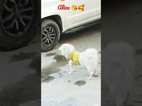 Aliza 😘🥰cute doggies🥰😍 loves pet ☺🥰#shorts #ytshorts #animals #trending #dog#puppy